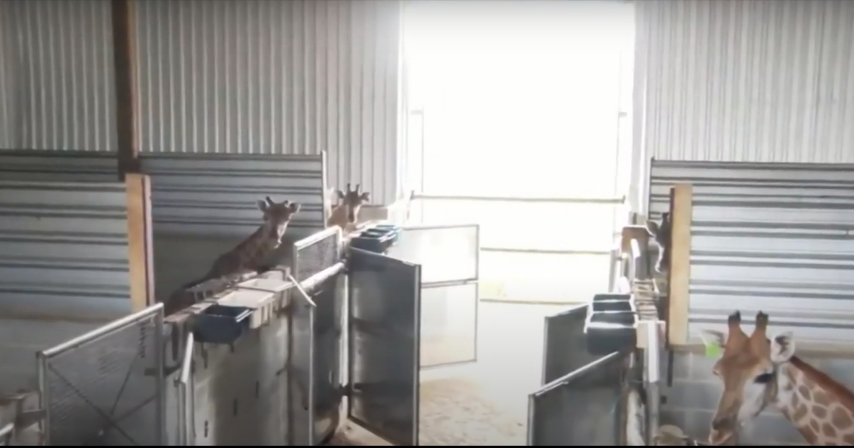 As girafas do BioParque do Rio e o mentiroso mercado "pintado de verde"