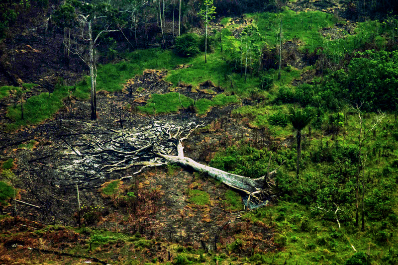 COP-30: Brasil mostra sua cara com ataques ao meio ambiente