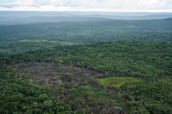 27 de maio | Dia da Mata Atlântica: bioma está reduzido a 12,4% da cobertura original