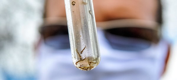 Casos de Dengue explodem no país: Cinco estados e cidade do Rio declaram estado de emergência