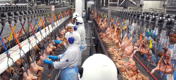 Empresa BRF é condenada por impedir saída de funcionária em trabalho de parto; bebês morreram