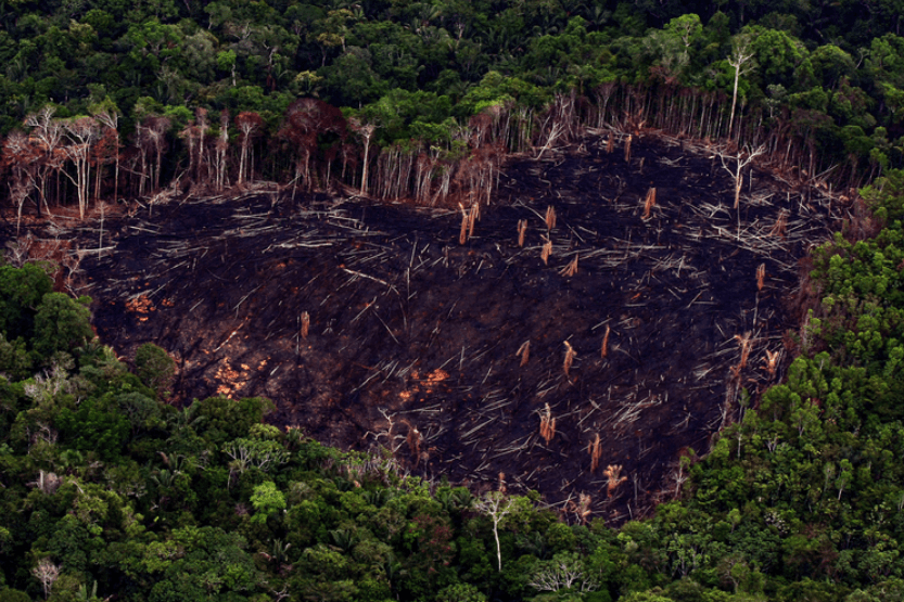 O Dia da Amazônia e o fracasso do neoliberalismo frente à crise climática